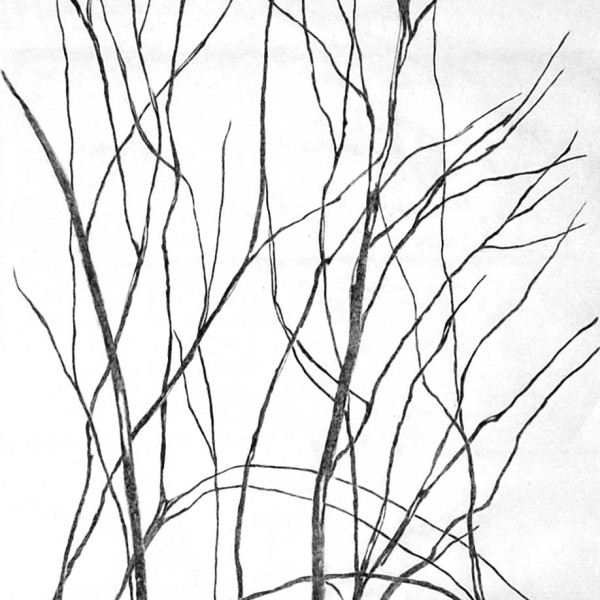 Le chant de l’arbre