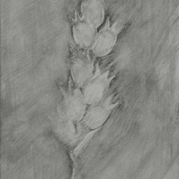 Raindrops