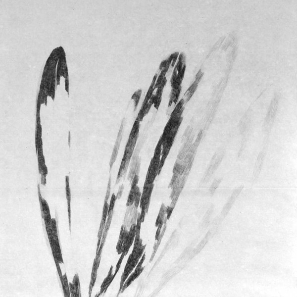Quelques feuilles existent par le noir, mais le blanc domine