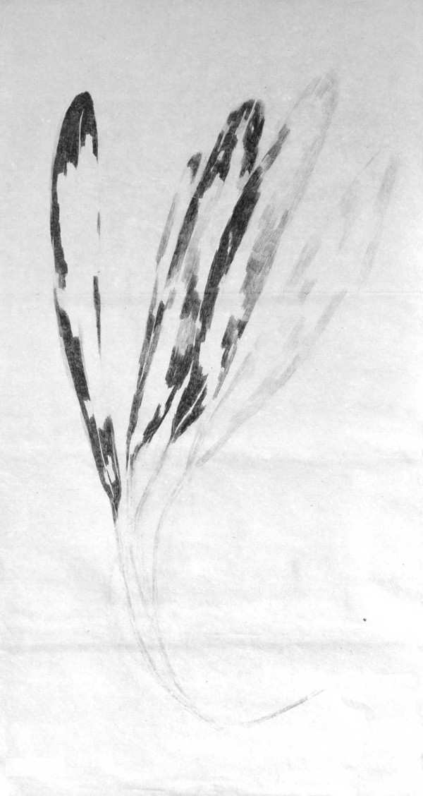 Quelques feuilles existent par le noir, mais le blanc domine