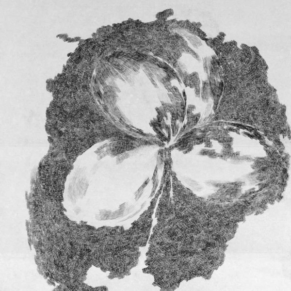 Les feuilles du trèfle résistent à l’assaut du noir